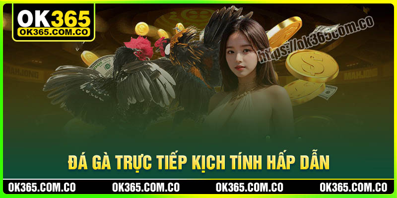 Đá gà trực tiếp OK365 kịch tính có bình luận viên